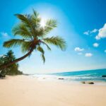 Sunny beach with palm trees and clear sky