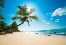 Sunny beach with palm trees and clear sky