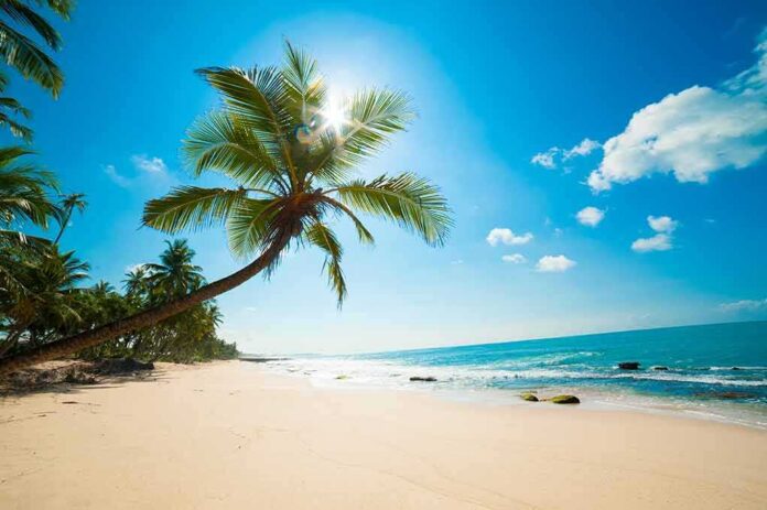 109674992 featured image Sunny beach with palm trees and clear sky