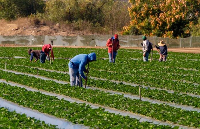 2498026143 featured image Farm workers tending to plants in large field