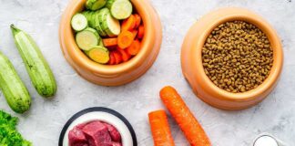 Vegetables meat dry kibble and eggs arranged on surface