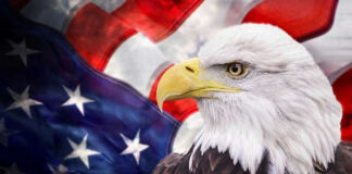 Bald eagle with an American flag background