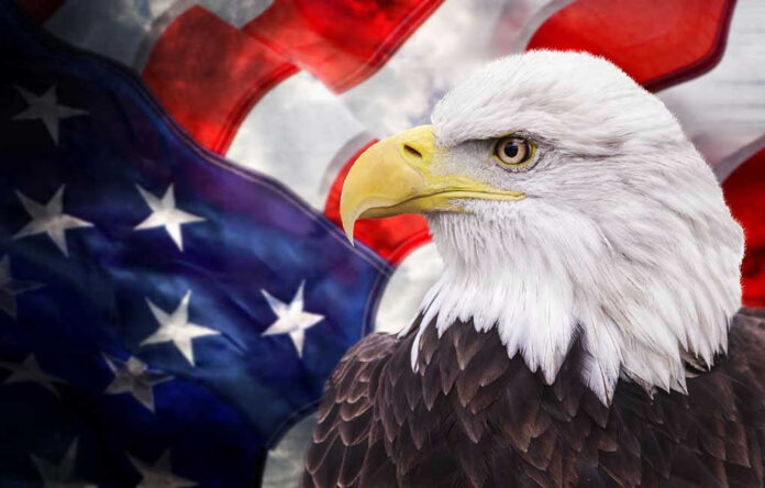 Bald eagle with an American flag background