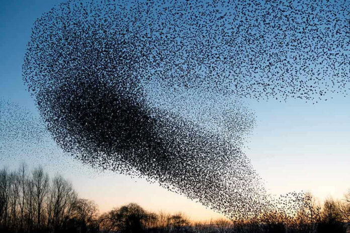 1658741647 A huge flock of birds in the sky