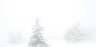Foggy winter scene with snow-covered trees barely visible