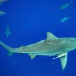 Sharks High on Cocaine—Paradise Ruined