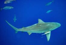 Sharks High on Cocaine—Paradise Ruined