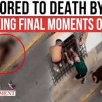 Bull GORES Spectator to Death During Festival Bull GORES Spectator to Death During Festival