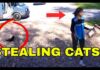 Is Your Cat Safe Around Amazon Drivers?