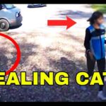 Is Your Cat Safe Around Amazon Drivers?