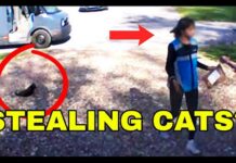 Is Your Cat Safe Around Amazon Drivers?