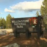 Bison MAULS Child – Hospitalized! 12-year-old injured by bison at Yellowstone National Park