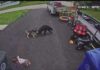 VIDEO: Family dog saves young boy from bear in Torrington