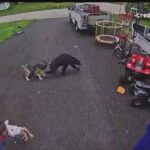 VIDEO: Family dog saves young boy from bear in Torrington