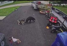 VIDEO: Family dog saves young boy from bear in Torrington