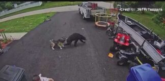 VIDEO: Family dog saves young boy from bear in Torrington