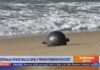 Authorities identify likely source of 6 mysterious 'space balls' that washed up on Australia beach