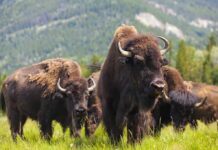 Tourist Launched Sky-High After Bison Attack A herd of bison grazing in a grassy field with mountains in the background