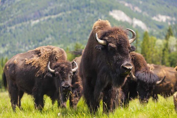 Herd,Of,American,Bison,(bison,Bison),Or,Buffalo A herd of bison grazing in a grassy field with mountains in the background