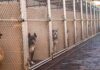 Home Cam Horror Captures Woman With Family Dog Dogs in chain-link kennels along a walkway
