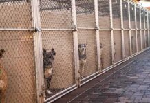 Home Cam Horror Captures Woman With Family Dog Dogs in chain-link kennels along a walkway