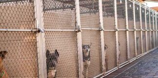 Dogs in chain-link kennels along a walkway