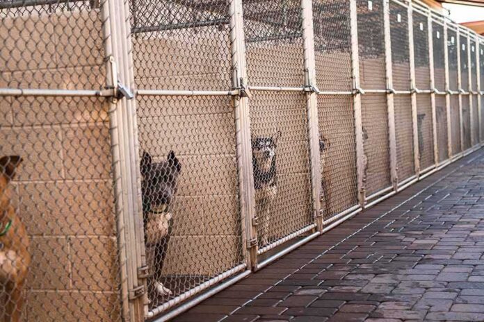 shutterstock_2169008345 Dogs in chain-link kennels along a walkway